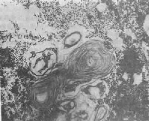 �������ṹ