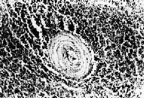 ������Ǵ�֮Ƣ����