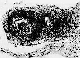 ����Զද����