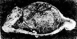 ������<a href=