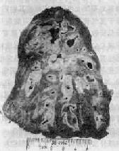 ֧��������֢